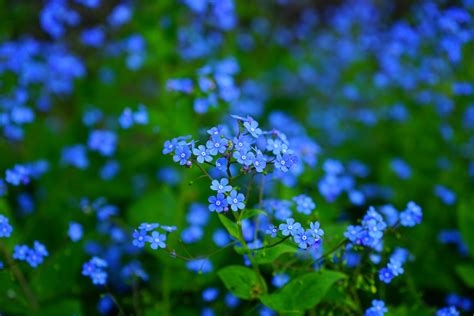 Nature Forget Me Not 4k Ultra Hd Wallpaper