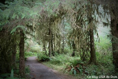 Hoh Rain Forest Forêt Humide Washington State