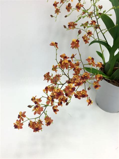 Oncidium Twinkle Border Reddark Orange Claessen Orchids
