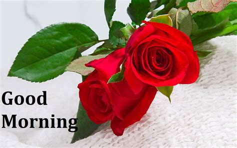60 Beautiful Good Morning Rose Images Freshmorningquotes