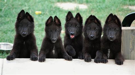 After a year of research, we purchased our first belgian, jasmine, in 1994. Belgian Sheepdog - SpockTheDog.com