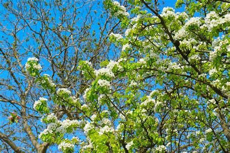 Pears Blossom In The Garden Spring Flowers And Sky Stock Image Image