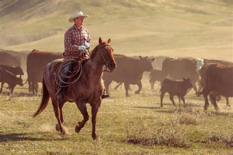 Agriculture Photography By Todd Klassy Cowboys Photos