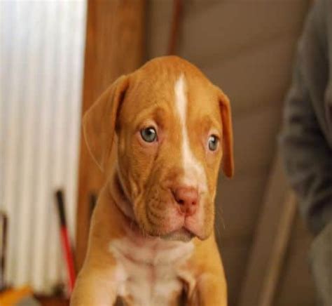 7 Important Facts About Red Nose Pit Bull Dog Breed