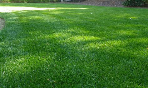 You can return to spreading your mower clippings on the lawn at this time. 2017 Zoysia Sod Cost | Zoysia Grass Sod Prices