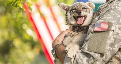 Give Your Salute To These 80 Epic Military Dog Names Bechewy