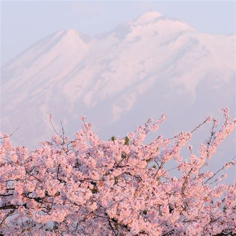 Cherry Blossoms Aesthetic Wallpapers - Wallpaper Cave