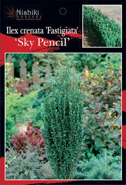 Ilex Fastigiata Sky Pencil Holly 8 Pot Hello Hello Plants And Garden