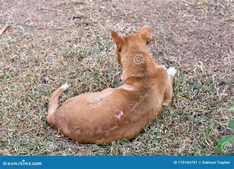 Brown Dog Has Skin Disease Stock Image Image Of Outdoors 170164701