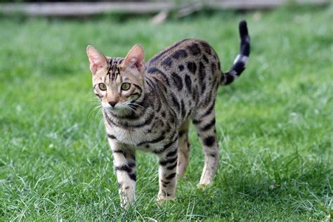 9 Spotted Cat Breeds With Pictures Pet Keen
