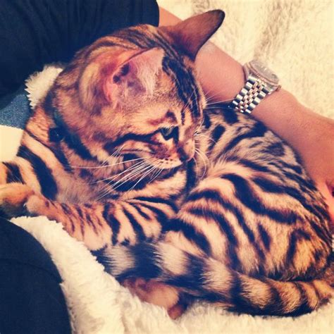 Have You Seen A Cat That Looks Like A Miniature Tiger The Pets Dialogue