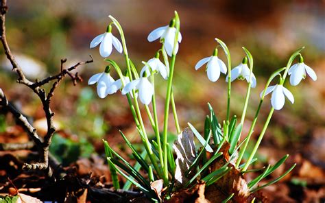 110 Snowdrop Hd Wallpapers And Backgrounds