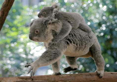 Lone Pine Koala Sanctuary Tickets Brisbane