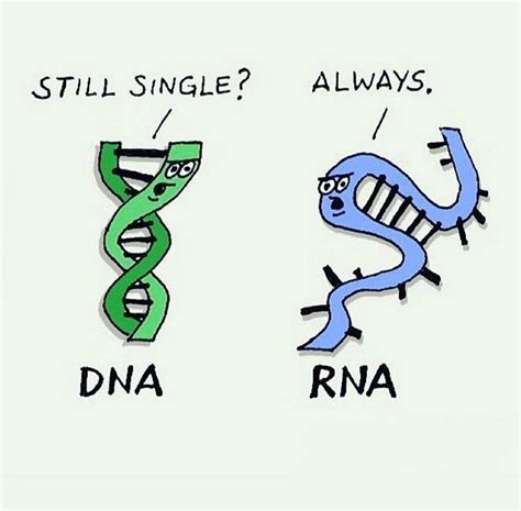 Biology Dna Science Cartoons Chemistry Jokes Funny Science Jokes