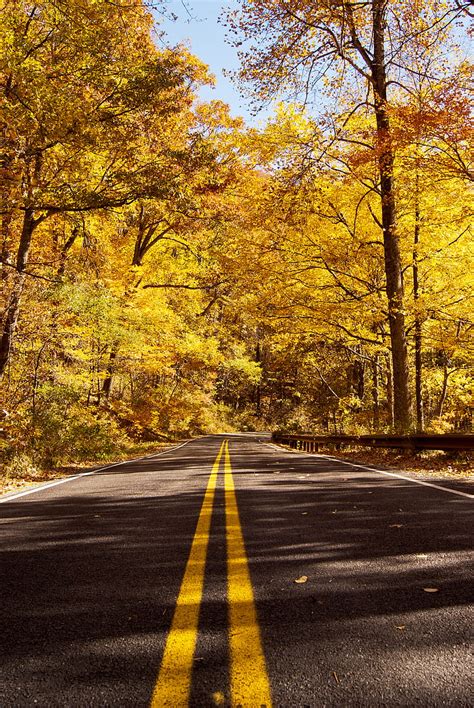 Road Asphalt Trees Forest Autumn Hd Phone Wallpaper Peakpx