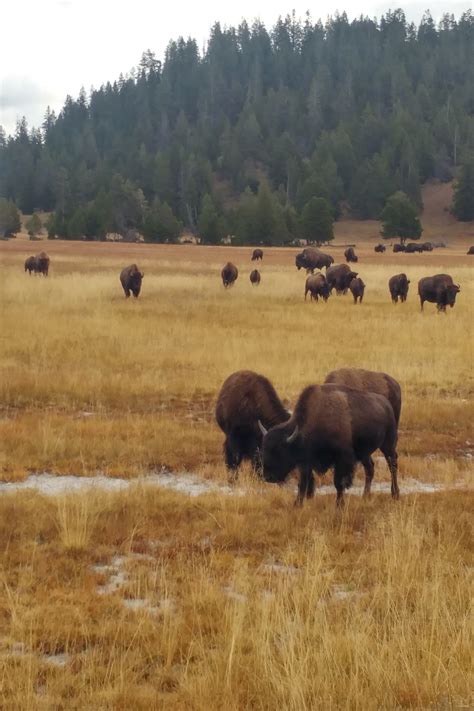 Yellowstone National Park Part 2 Our Wander Years