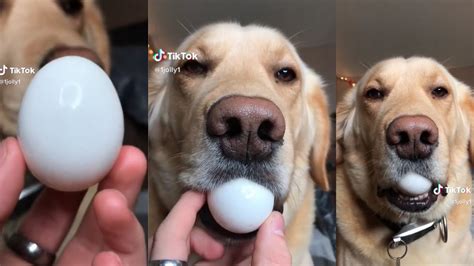 Dog Egg Challenge Tik Tok Trend Compilation 2019 Youtube