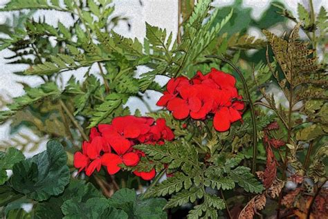 Red Geranium With Poster Edges Free Stock Photo Public Domain Pictures