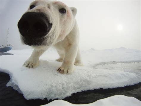 Ten Photos From Animal Planets Polar Bear Spy On The