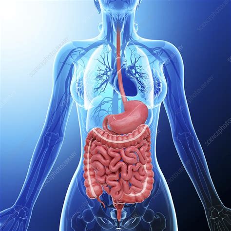 Human Digestive System Artwork Stock Image F0087846 Science