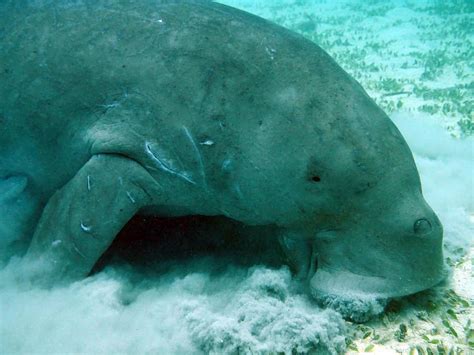 Hd Wallpaper Gray Animal Underwater Photo Of Manatee Under Water Sea