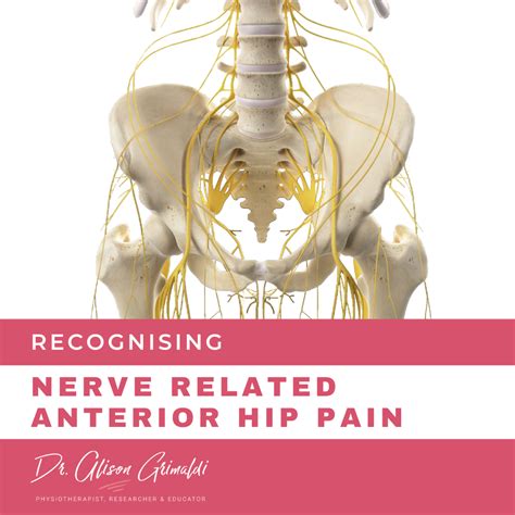 Differential Diagnosis Of Anterior Hip Pain Nerve Dr Alison Grimaldi