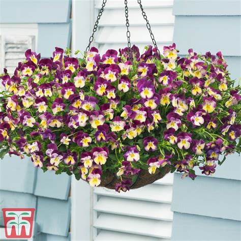 Guaranteed 100 Authentic Pansy ‘coolwave Mix Flower Collection Hardy