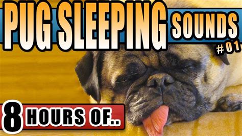 Our free dog sound effects are some of the most popular in our library. PUG SNORING SOUND EFFECT, SNORING DOGS, PUG SOUNDS, Sleeping Dog Snoring... | Sleeping dogs ...