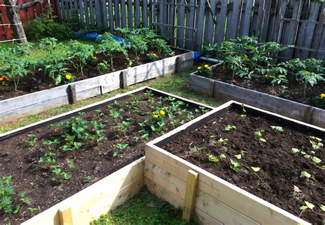 Our Raised Bed Vegetable Garden Early Summer 2015 The