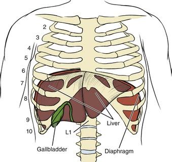 It appears reddish brown in appearance because of the immense amount of blood the liver is located in the upper right quadrant of the abdominal cavity, right below the diaphragm. Screening for Hepatic and Biliary Disease ...