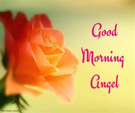 120 Best Good Morning Angel Images In 2020 Good Morning Angel Good
