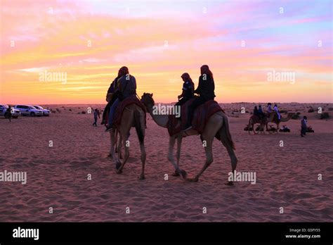 Tourists Enjoying Camel Rides And Sunset Desert Safari Dubai Uae