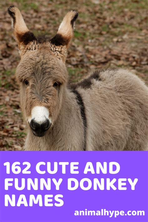 Cute And Funny Donkey Names Baby Donkey Cute Donkey Donkey