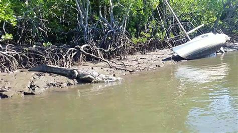 Oceanic mall port dickson is 4.2 miles from grand lexis port dickson, while lukut fort and port dickson city centre is a 3.5 miles drive and kuala lumpur international airport is 24.9 miles away. Crocodile, Dickson creek, Port Douglas - YouTube
