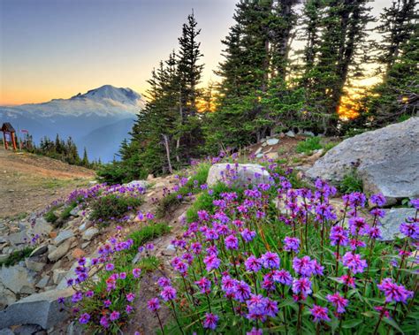 Spring Flowers Landscape Crystal Mountain Mount Rainier National Park
