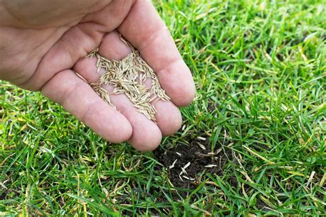 Does Freezing Grass Seed Help Germination