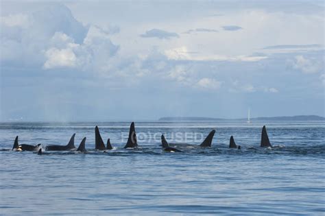 Southern Resident Orcas In Water By Pender Island In Canada — Blue Sky