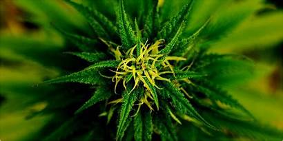 Male Female Vs Plants Marijuana Tell Between