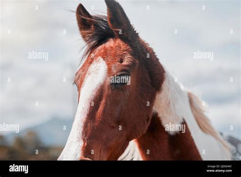 A Horse Is An Adulthood Treasure A Beautiful Horse On A Farm Stock