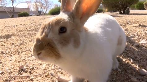 Thousands Of Feral Bunnies Invade Las Vegas Area Nbc News