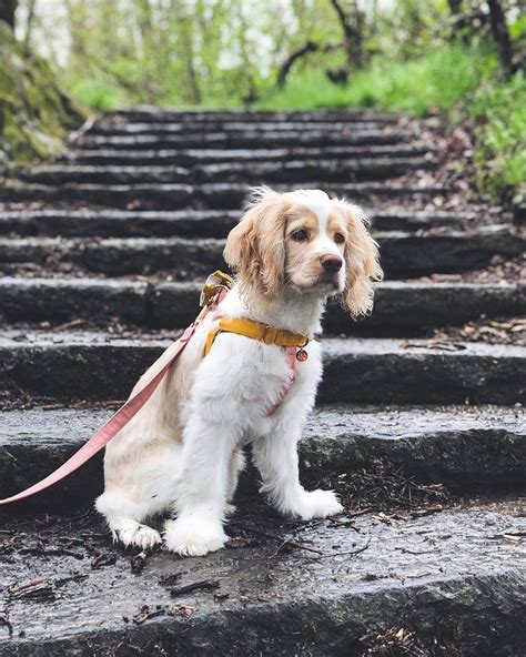 Their intelligence and eagerness to learn, make this breed of dog a fast learner. Cocker Spaniel | Puppy | Dogs that hike | Asheville NC ...