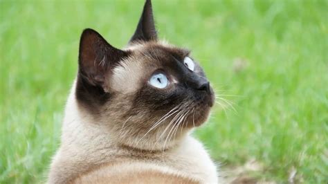 These Are 15 Pictures About Cat Breeds Siamese Cat Pets Lovers