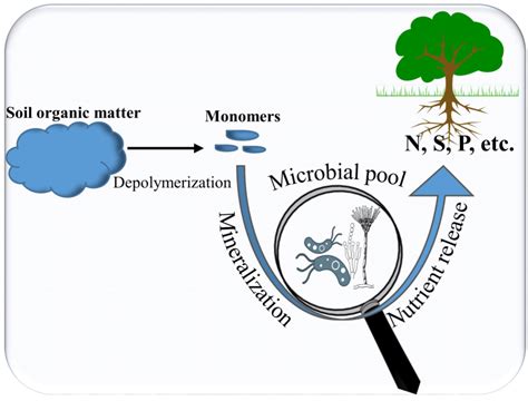 Simplified Schematic Of The Microbial Role In The Nutrient Release From