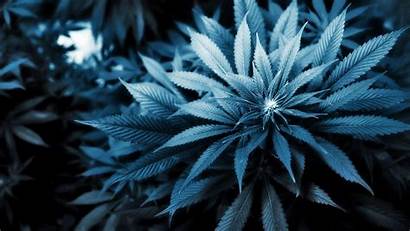 Wallpapers Marijuana Weed 420 Dope Cannabis Desktop