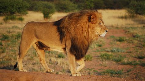Predator Lion Is Walking On Forest Landscape 4k Hd Lion Wallpapers Hd