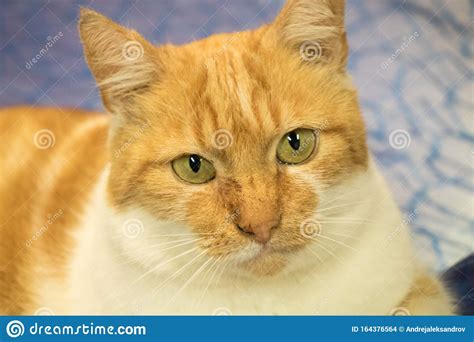 Tabby Cat Orange Upclose Fur Natural Eyes Green Demostic