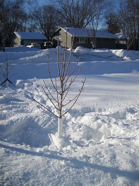 Preparing fruit trees for winter. How to prepare your trees for winter | UMN Extension