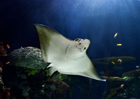 10 Stunning Facts About Stingrays Mental Floss