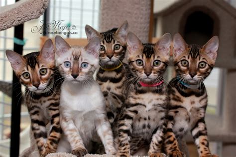The bengal cats commonly known as leopard cat is native to the united states, california specifically. Bengal Info