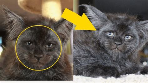 Cat That Looks Like Human Face Toxoplasmosis